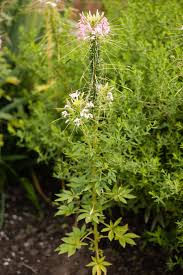 Image result for Cleome bororensis