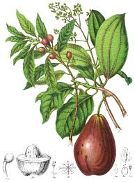 Image result for Lauraceae