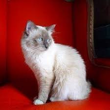 Le Sacre De Birmanie Sacre De Birmanie Chat Races De Chats
