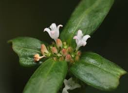 Image result for Spermacoce subvulgata