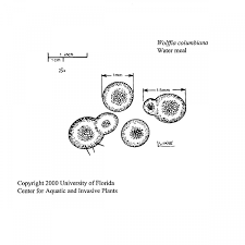 Image result for Wolffia