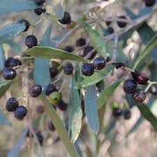 Image result for Ozoroa