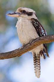 Nespresso is the leader in home coffee machines, coffee capsules and coffee accessories. Laughing Kookaburra Simple English Wikipedia The Free Encyclopedia