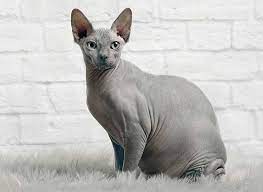 القط الفرعونى قطط سفنكس خصائصه مميزاته عيوبه تغذيتة تدريبه شخصيته الامراض زوشن