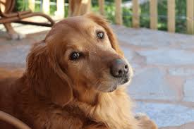 Many of their devoted fans would argue that they are one of the best breeds for at the time, the poodle was being used in many different crosses to try and create a breed that could reliably be used as a hypoallergenic guide dog. The Goldendoodle All About This Perfect Family Dog