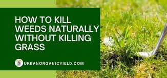 We did not find results for: How To Kill Weeds Naturally Without Killing Grass