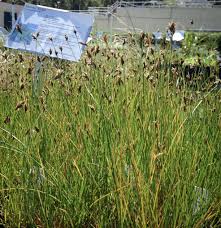 Image result for Carex tricholepis