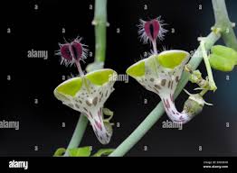 Image result for Ceropegia haygarthii