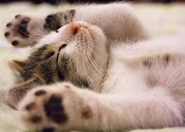 Kedi And Other Movie Kitties How Hollywood Loves Cats Pdxpetdesign Com