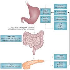 Maybe you would like to learn more about one of these? Diabetic Gastroparesis Principles And Current Trends In Management Springerlink