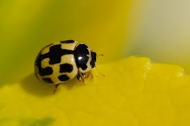 Yellow ladybirds are frightening predators inside their territory; 14 Spot Ladybird The Wildlife Trusts