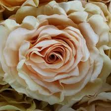 Maybe you would like to learn more about one of these? What S In Season Now Autumnal Inspiration Rose Peach Roses Peach Flowers