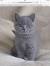 British Shorthair Lilac Tabby