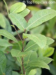Image result for Ochna