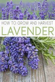 Coming Soon Growing Lavender Gardening For Beginners Backyard Garden Landscape