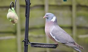 Generally speaking a wooden fence would need to be sealed and washed at certain intervals. Keep Pigeons Away From Bird Feeder Hanging Or On Stand Bird Barn
