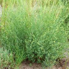 Image result for Helinus spartioides