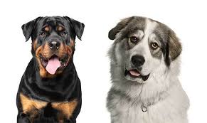 The cost of shipping is extra for our puppies and is added to the price of your puppy. All About The Great Pyrenees Rottweiler Mix Great Weilernees