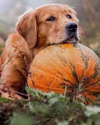 Pin By For The Love Of Home On Puppy Love Dogs Golden Retriever Golden Retriever Wallpaper Dog Pumpkin
