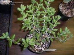 Some of the technologies we use are necessary for critical functions like security and site integrity, account authentication, security and privacy preferences, internal site usage and. So That S Not A Cactus Dave S Garden