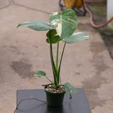 Image result for Begonia loranthoides