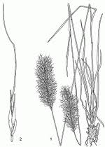 Image result for Loudetia simplex