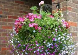 Hanging Basket Hanging Baskets Plant Nursery Plants
