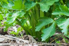 Plant your celery outside once night temperatures are above 55°f. Growing Celery