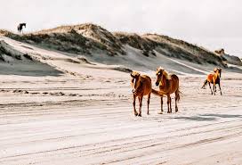 This is a video about photographer lisa cueman at work photographing the wild horses of the outter banks nc. Outer Banks Animals By The Season Resort Realty Obx