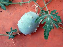 Image result for Acanthosicyos naudinianus