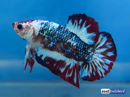 Siamese fighting fish, more commonly known as betta, are some really cool tropical dudes. The Best Of The Aquarama 2015 International Betta Competition Reef Builders The Reef And Saltwater Aquarium Blog