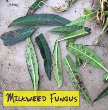 Milkweed Diseases Monarch Butterfly Garden Bring Home The Butterflies Monarch Butterfly Garden Butterfly Garden Plants Butterfly Plants