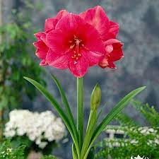 Best Seller Amaryllis Bulb American Meadows Amaryllis Bulbs Bulb Flowers Amaryllis Flowers