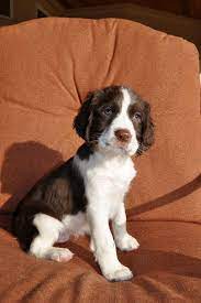 Home English Springer Spaniel Puppies Springer Spaniel Puppies English Springer Spaniel Puppy Spaniel Puppies