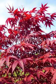 .palmatum 'atropurpureum' acer palmatum 'bloodgood' acer palmatum 'crimson queen' acer palmatum 'garnet' acer palmatum 'katsura' acer palmatum 'momoiro koyasan' acer palmatum. Acer Palmatum Atropurpureum Buy Seeds At Rarepalmseeds Com