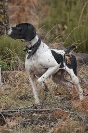 Black And White English Pointer Puppy Pointer Dog Breed Information Pointer Dog English Pointer Dog Dog Breeds