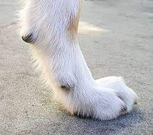 Dewclaw Wikipedia