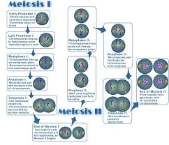 4 Objective 4 Juno Activities Meiosis Mrs E S Biology Site Meiosis Meiosis Activity Biology