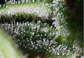 Make Your Buds Sparkle With More Trichomes Grow Weed Easy