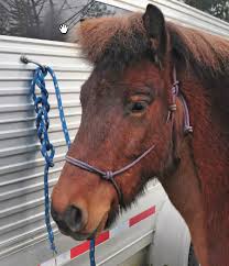 He will untie quick release knots. Tying Your Horse Northwest Horse Source Jan 2012 Trailmeister