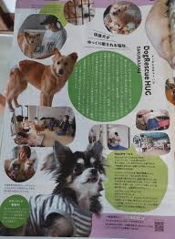 ドッグ レスキュー ハグ