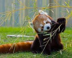 Redpanda Redpandas Red Panda Pandas Cute Adorable Animal Animals Endangeredspe Endangered Species Art Endangered Animals Endangered Species