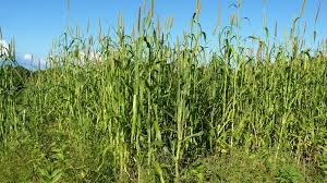 Image result for Cenchrus americanus