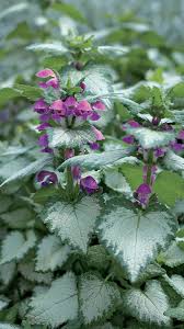 We did not find results for: Shade Plants With Shiny Foliage Finegardening
