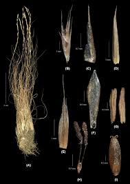 Image result for Tripogon