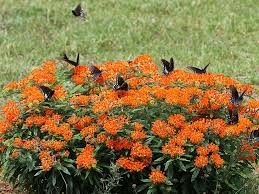 You can start butterfly weed seeds indoors. Asclepias Tuberosa Butterfly Weed World Of Flowering Plants
