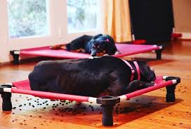 Puppy board and train near me. Adult Dog Board Train For Dallas Tx K9 League Dog Training