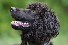 Curly haired dog coats are sometimes called a poodle coat. 8 Curly Coated Dog Breeds Bechewy