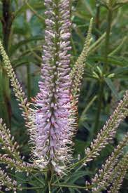 Maybe you would like to learn more about one of these? Veronicastrum Sibiricum Apollo