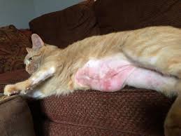 Besides your cat losing hair on places such as the underbelly, underside of the tail, hind legs, sides, or genital area veterinarians most often see cat hair loss due to an underlying allergy to flea saliva. Our Cat Has Been To Multiple Vets For Hair Loss On His Stomach And Inner Legs He Bites And Licks His Stomach And Legs Incessantly And Petcoach